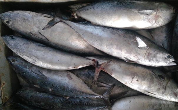 加拿大冷凍金槍魚(yú)進(jìn)口報(bào)關(guān)要注意哪些事項(xiàng) 加拿大冷凍金槍魚(yú)進(jìn)口報(bào)關(guān)
