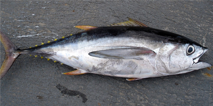1681119238106295.png 進(jìn)口冷凍金槍魚報關(guān).png