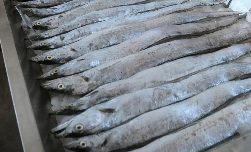 1683627631941043.jpg 印度進(jìn)口凍帶魚報(bào)關(guān).jpg